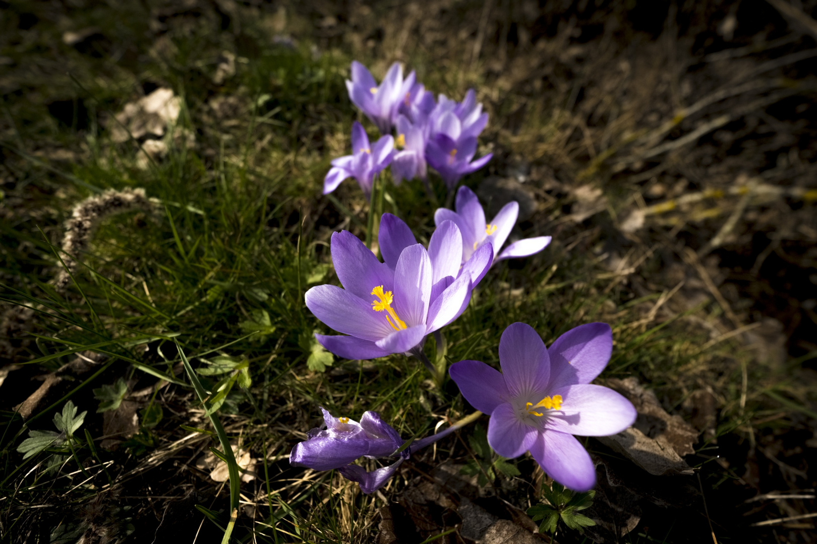 Krokusblüte Zavelstein 