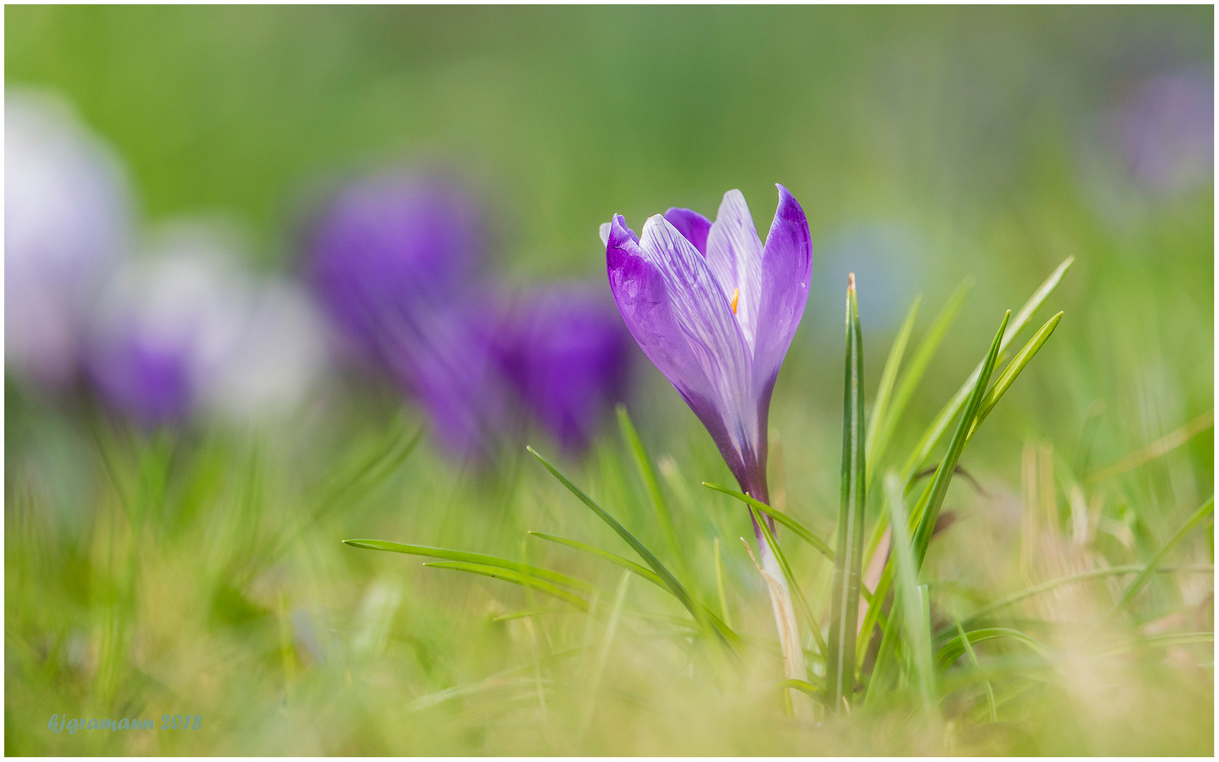 krokusblüten.....