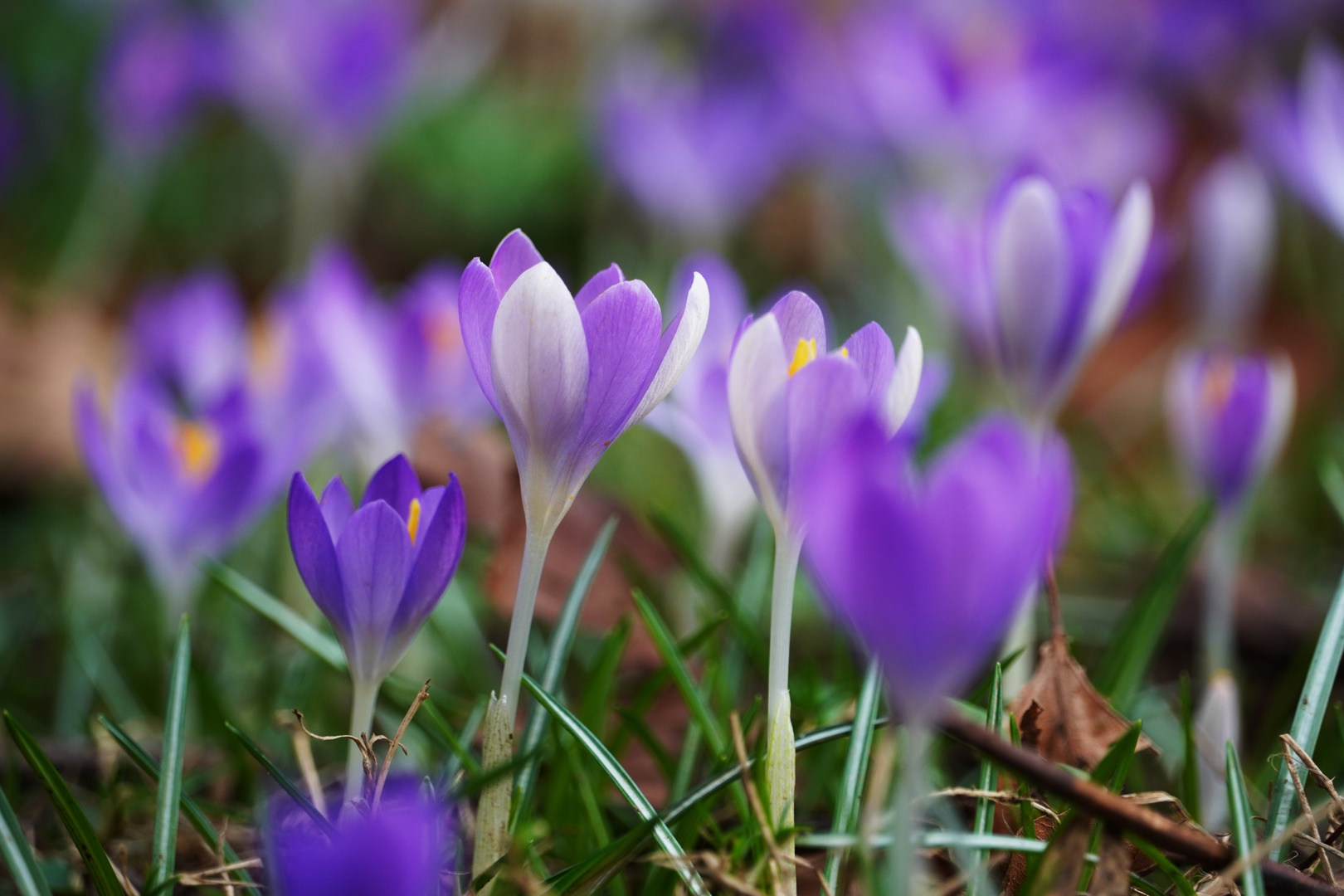 Krokusblüten