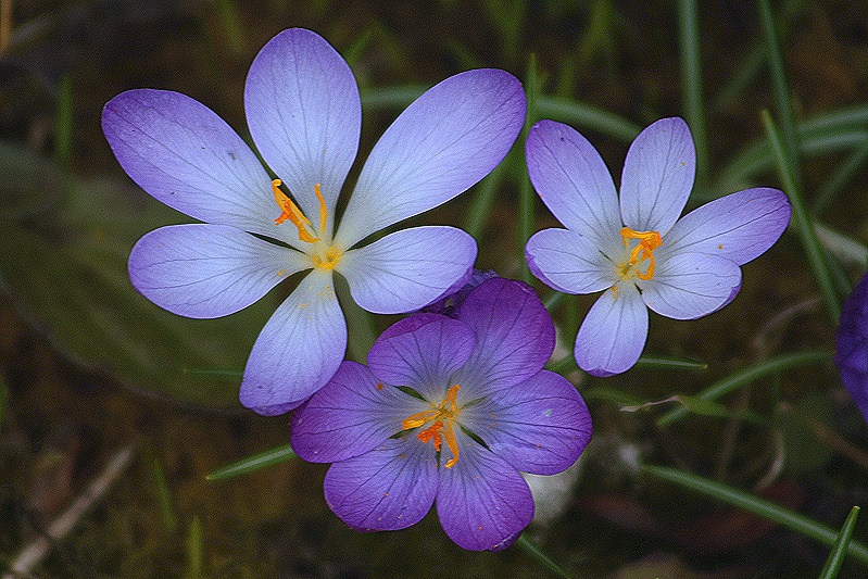 Krokusblüten