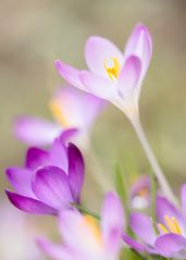 Krokusblüten