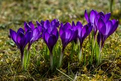 Krokusblüten