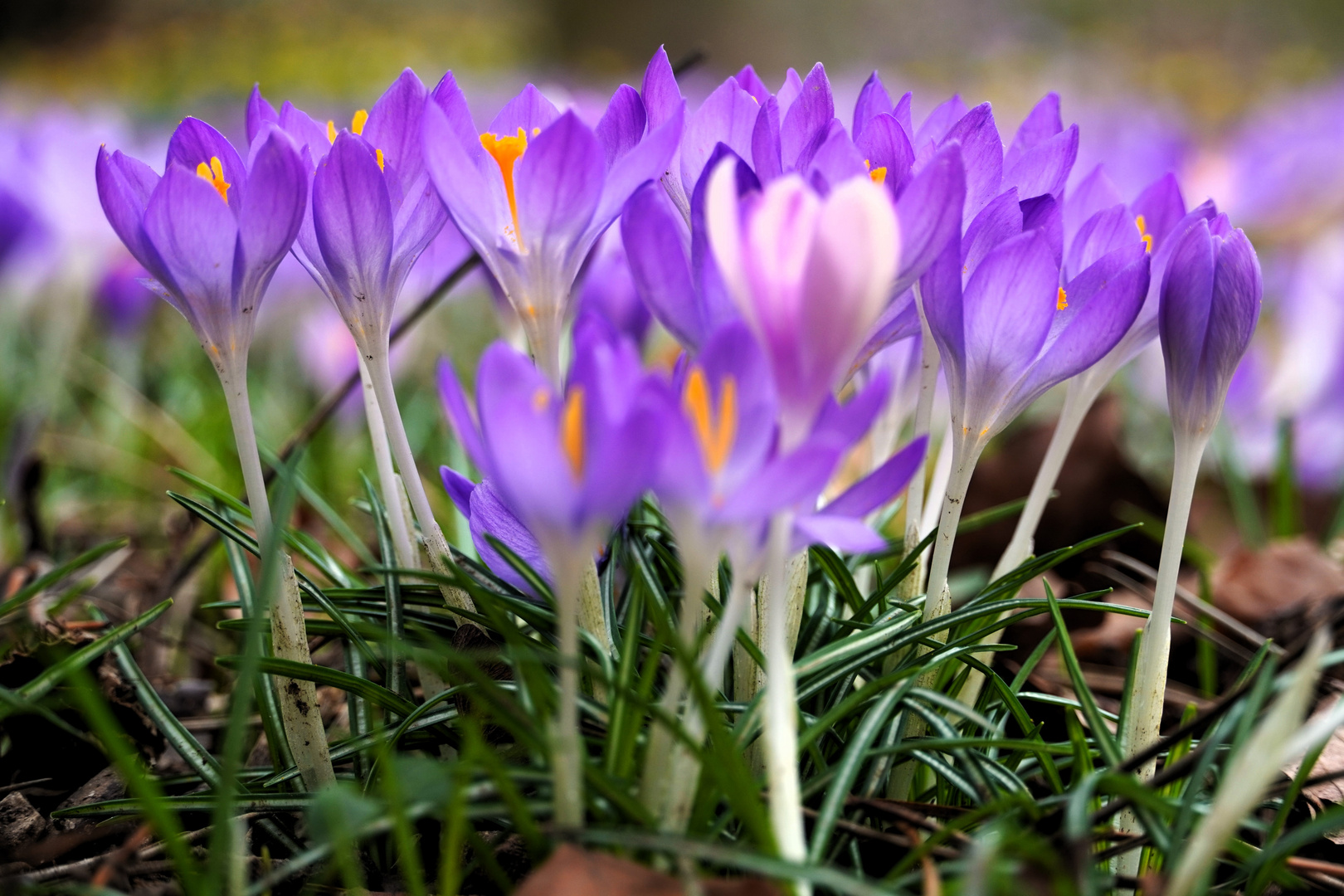 Krokusblüten