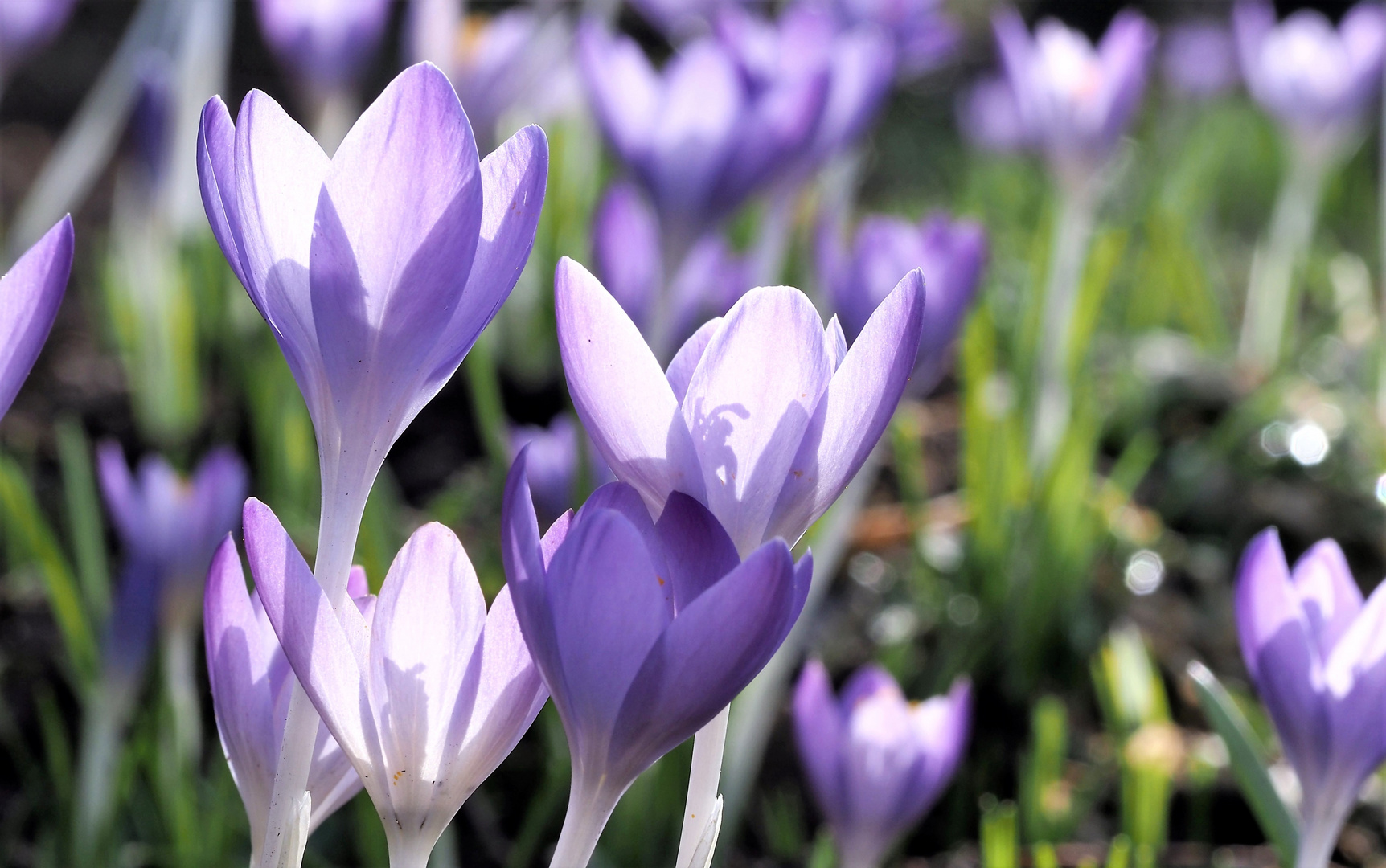 Krokusblüten