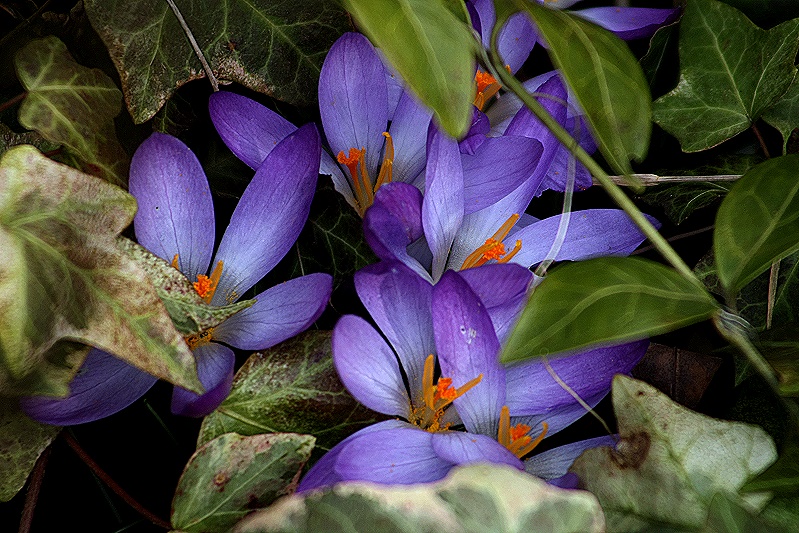 Krokusblüten