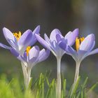 Krokusblüten