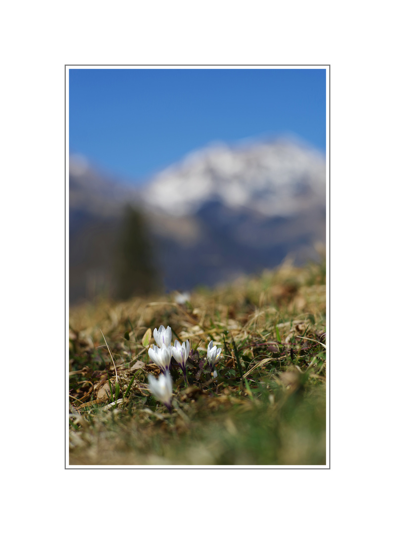 Krokusblüten