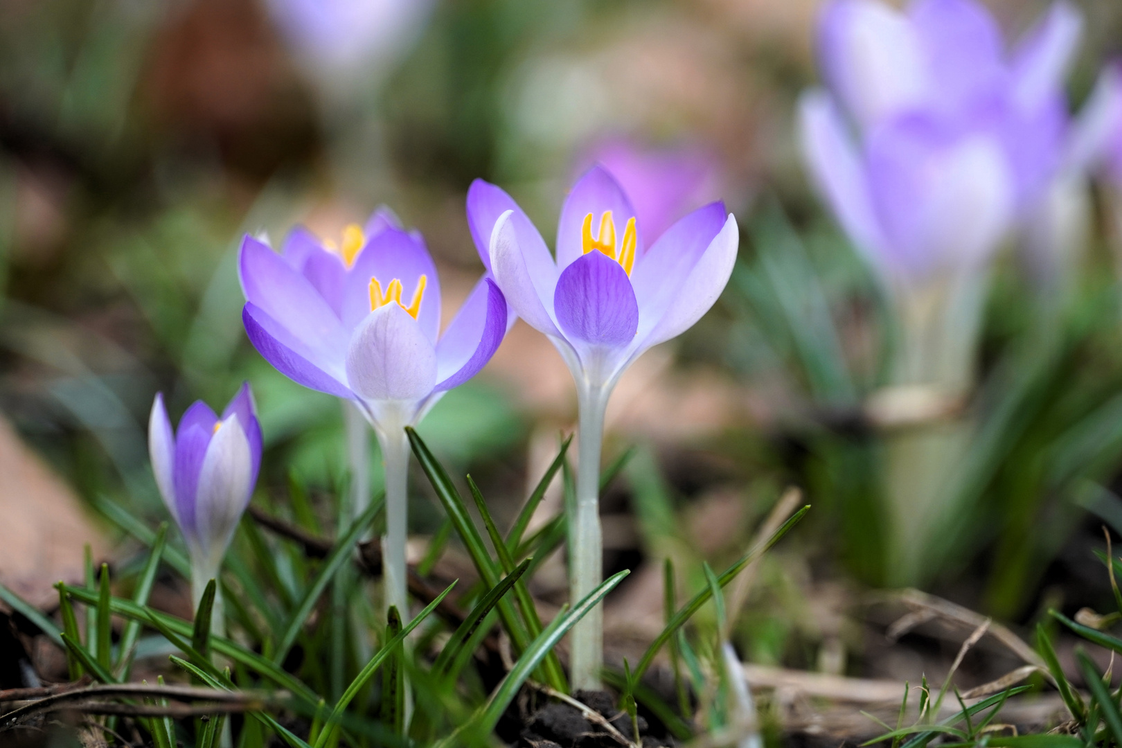 Krokusblüten