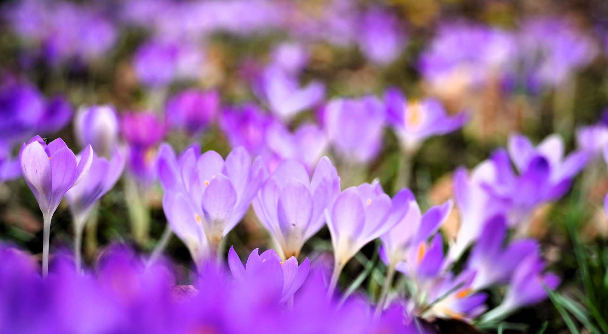 Krokusblüten