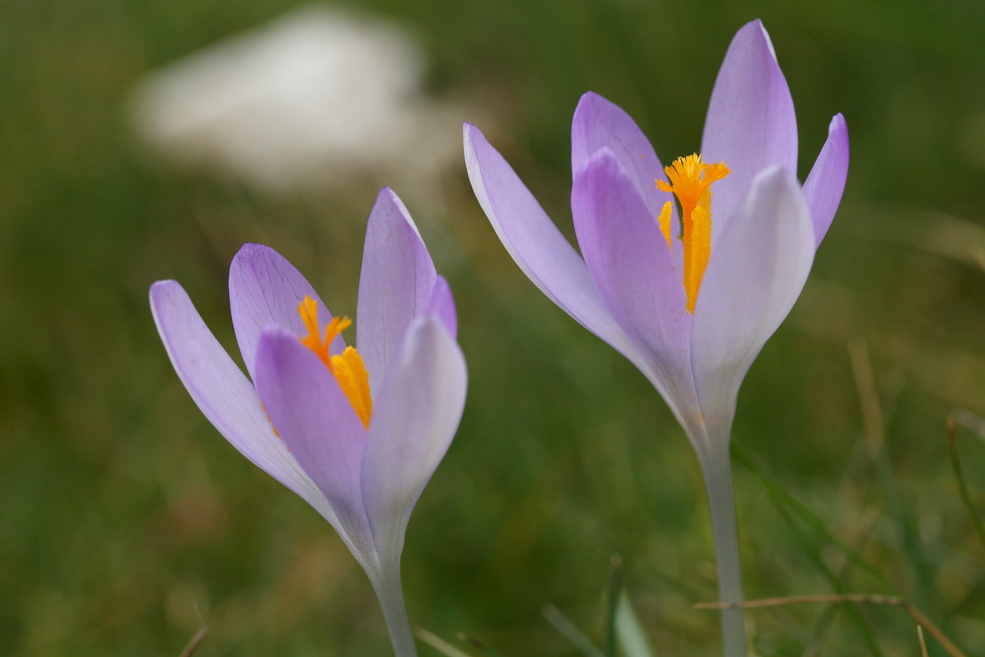 Krokusblüten-Geschwister