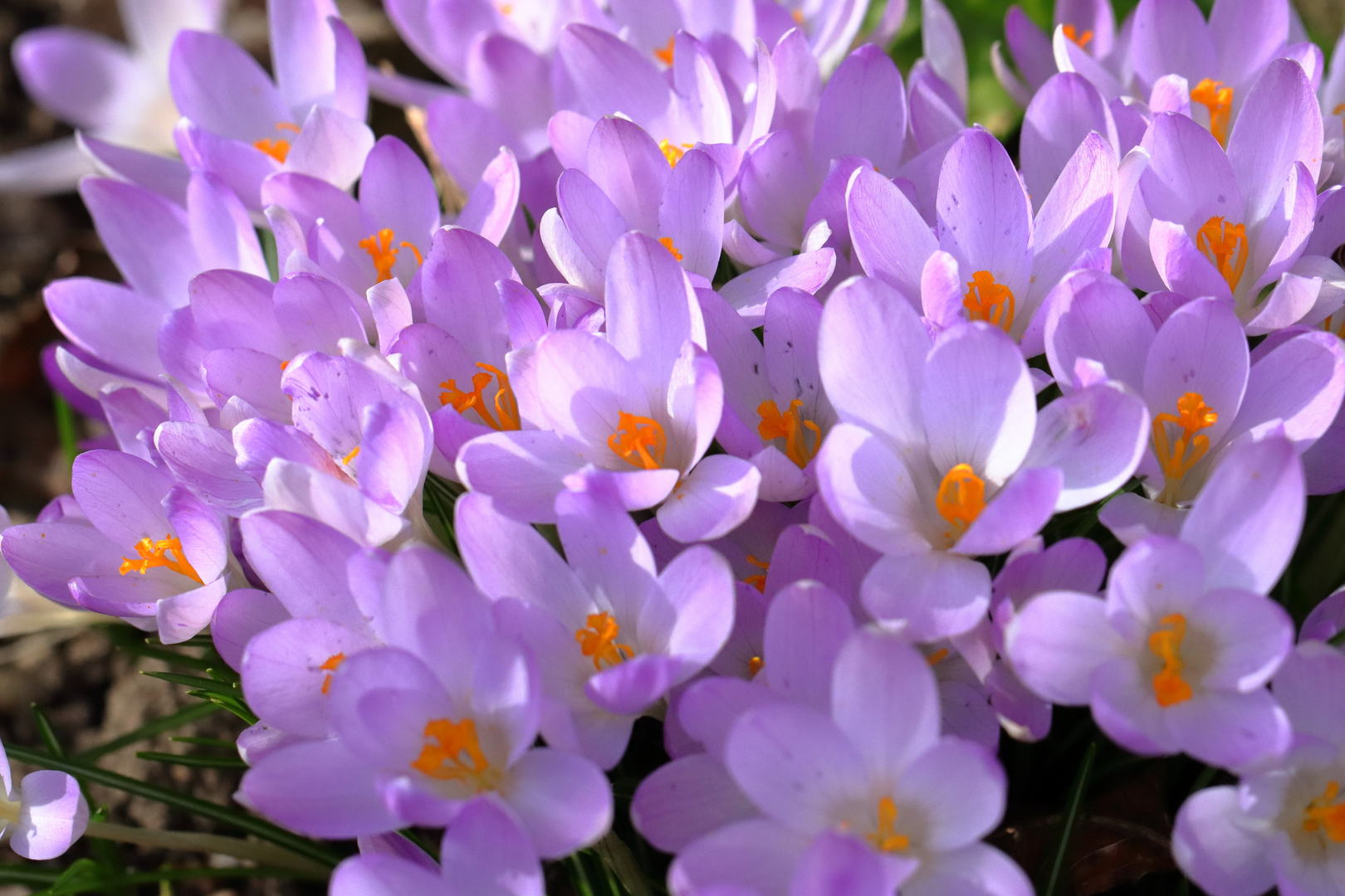 Krokusblüten im Garten