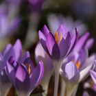 Krokusblüten im Gegenlicht