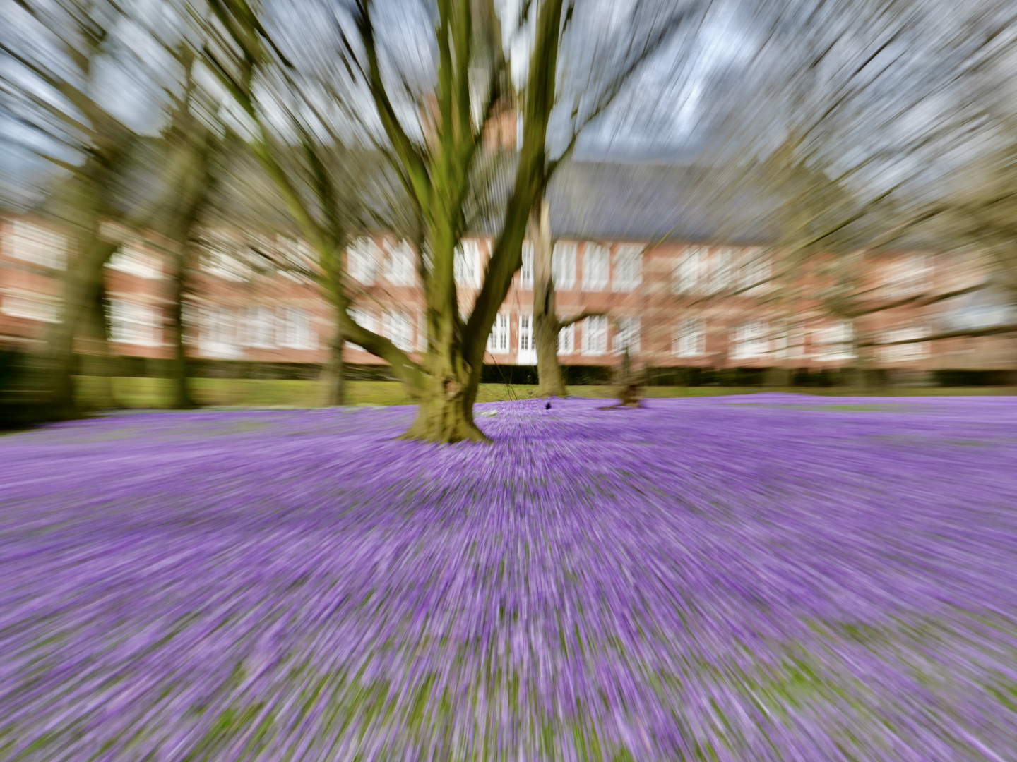 Krokusblüten im Schlosspark Husum