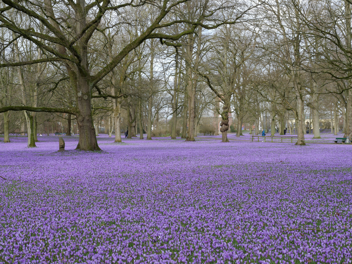 Krokusblüten im Schlosspark Husum