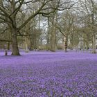 Krokusblüten im Schlosspark Husum