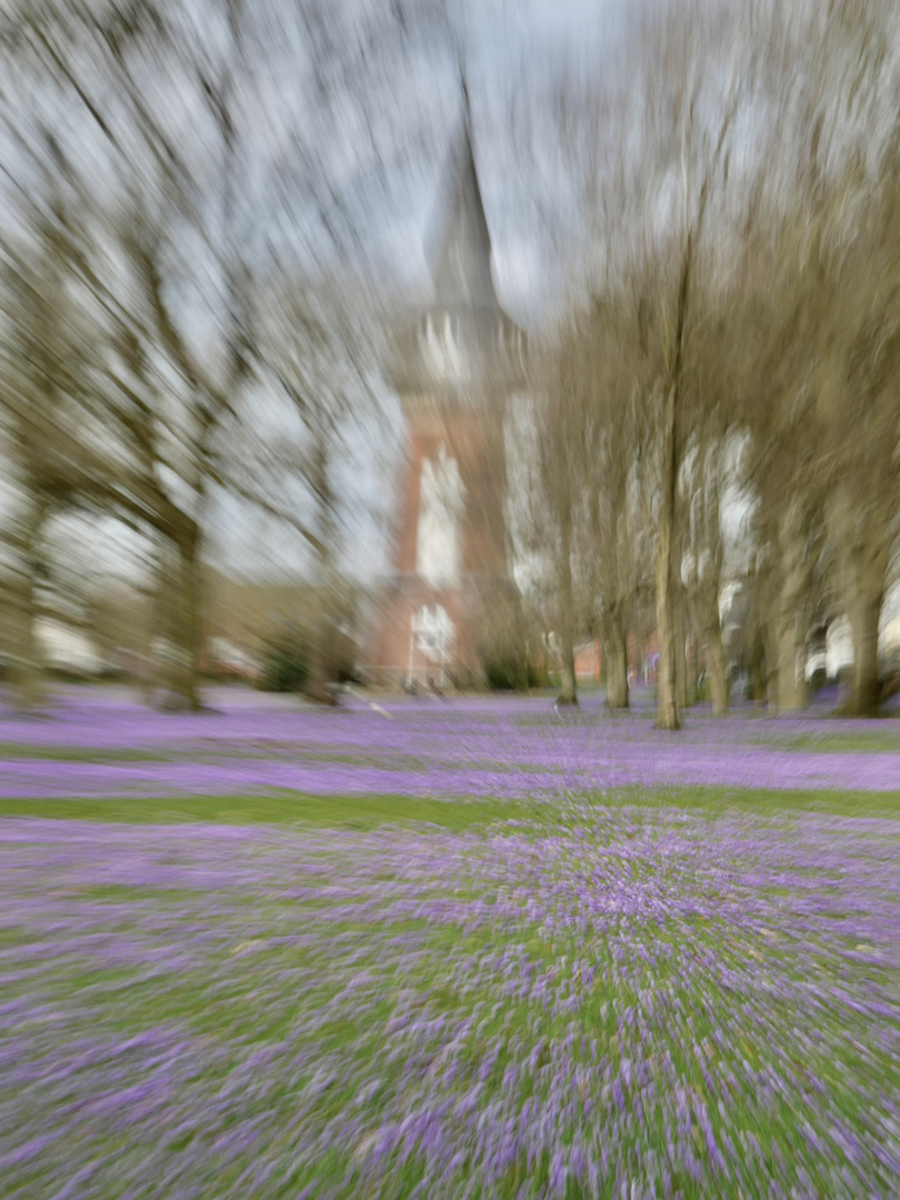 Krokusblüten im Schlosspark Husum