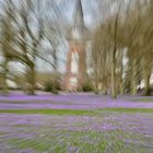 Krokusblüten im Schlosspark Husum