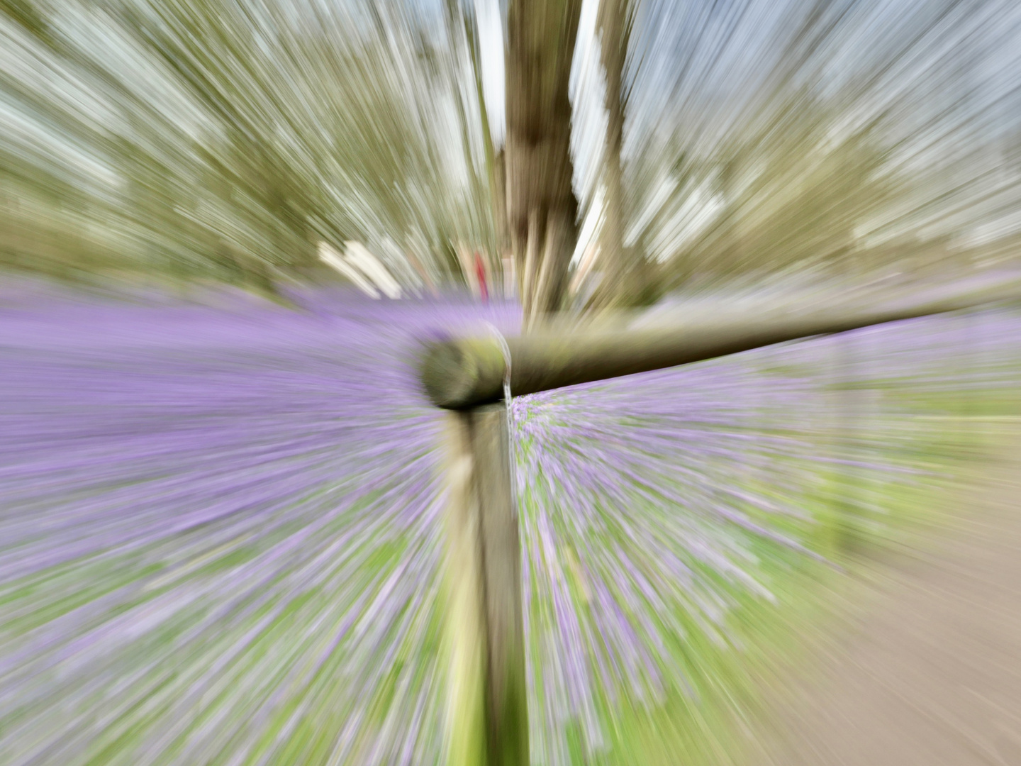 Krokusblüten im Schlosspark Husum