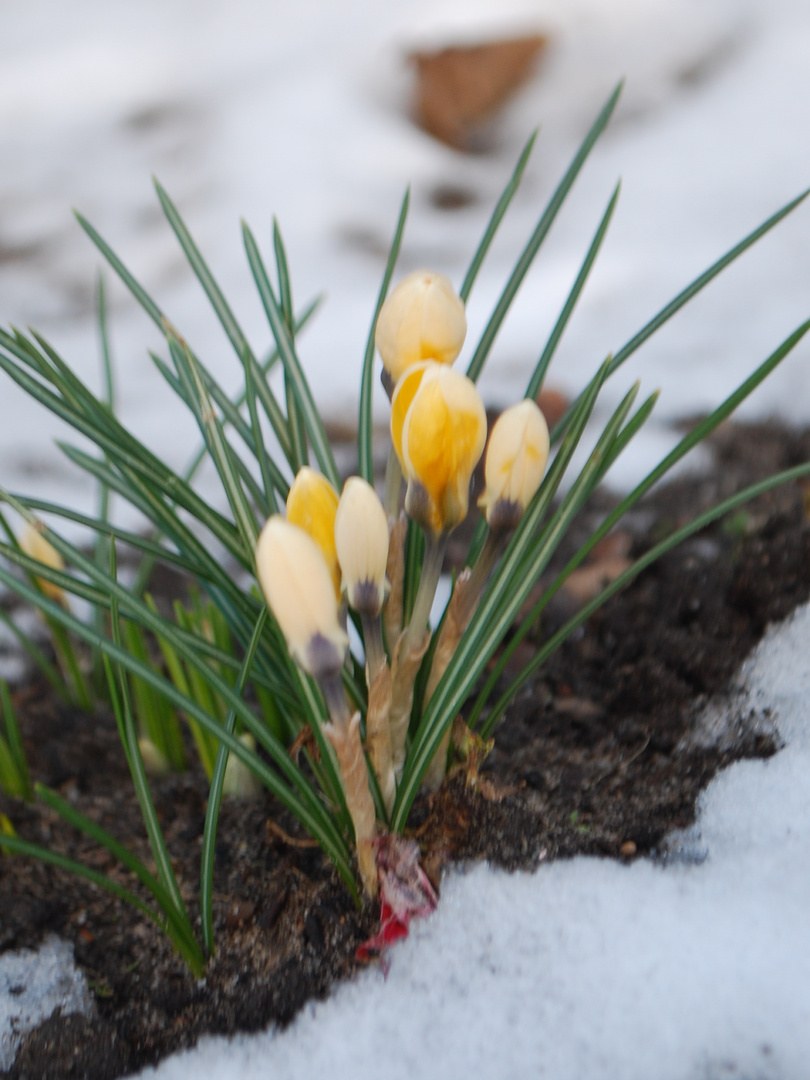 Krokusblüten im Schnee