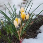 Krokusblüten im Schnee