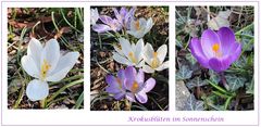 Krokusblüten im Sonnenschein