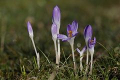 Krokusblüten mit Rauhreif