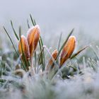 Krokusblüten nach frostiger Nacht