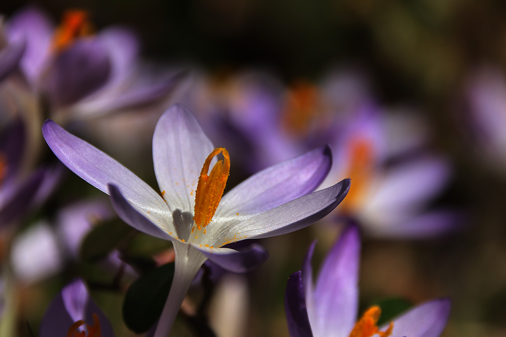 Krokusblüten-Traum