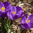 Krokusblüten zum Sonntag