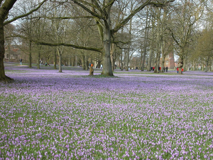 Krokusblütenfest in Husum