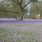 Krokusblütenfest in Husum