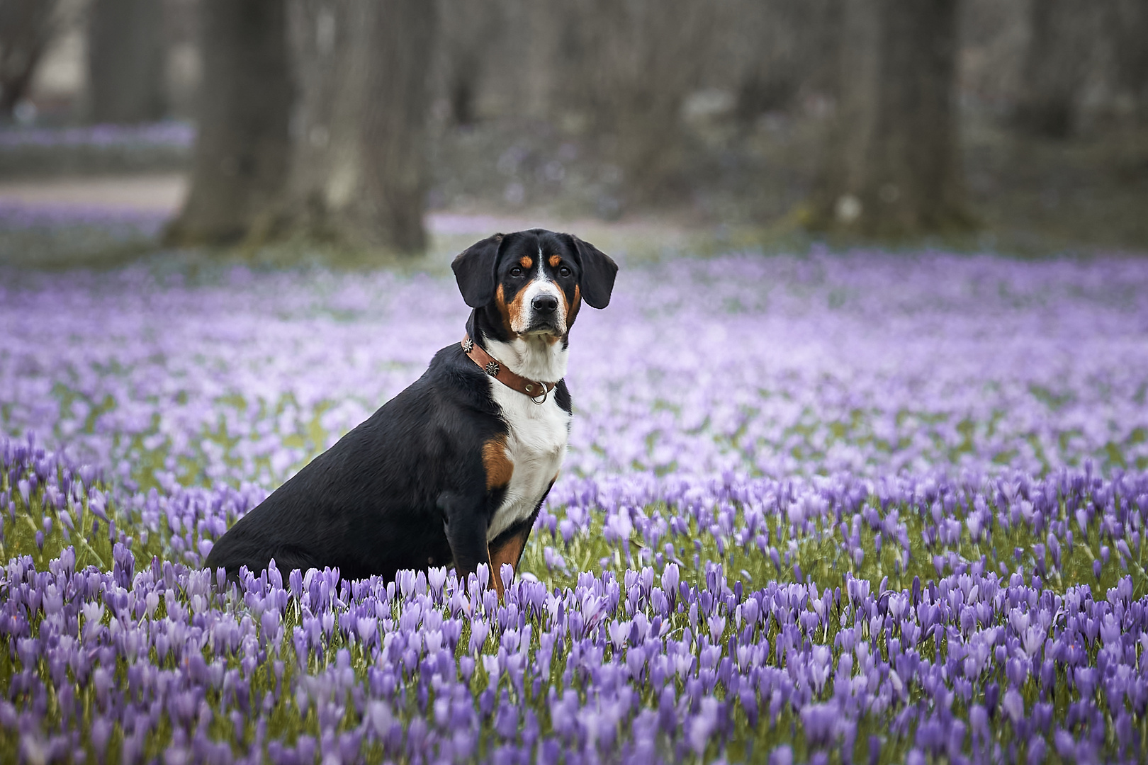 Krokusblütenprinzessin