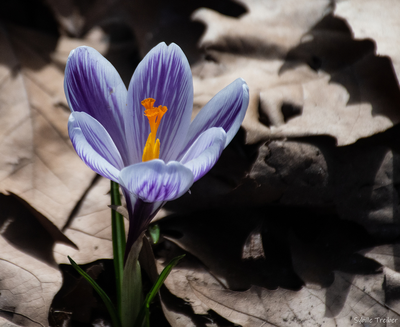 Krokusblütenzeit 2