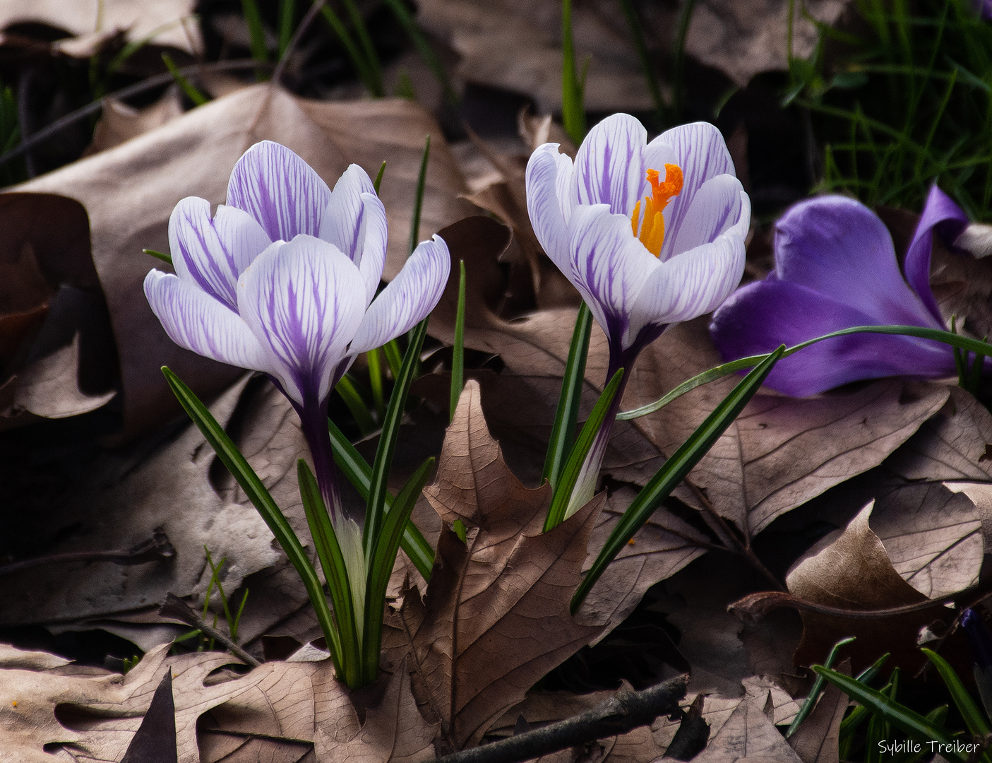 Krokusblütenzeit 3