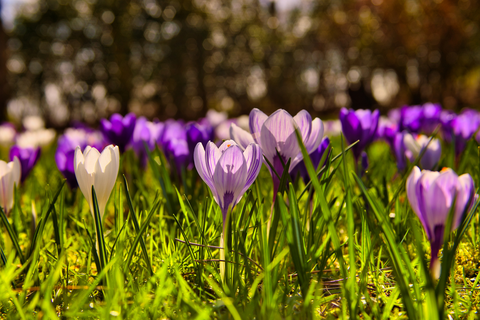 Krokusblumen 