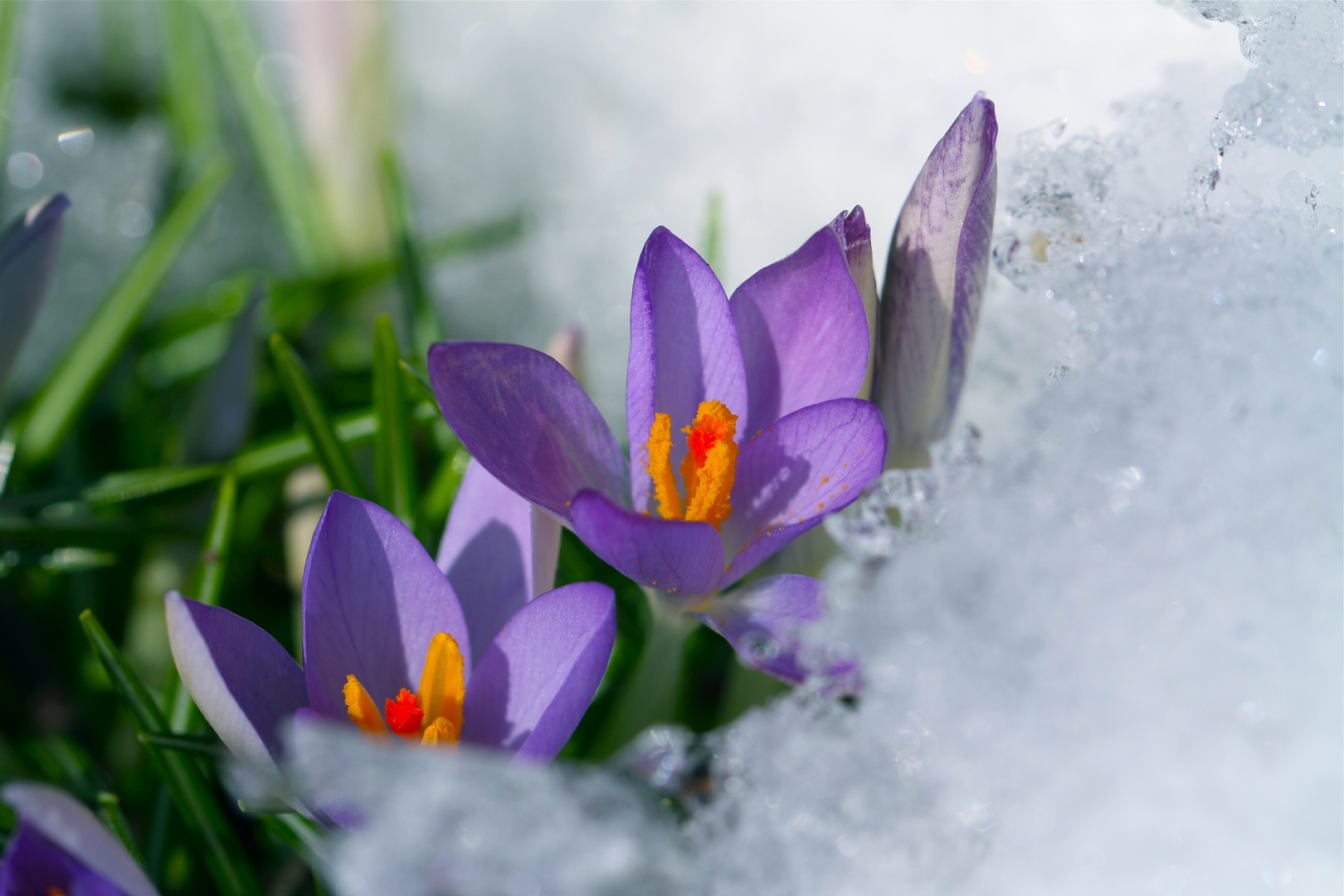 Krokus_Blumen im Schnee2