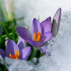 Krokus_Blumen im Schnee2