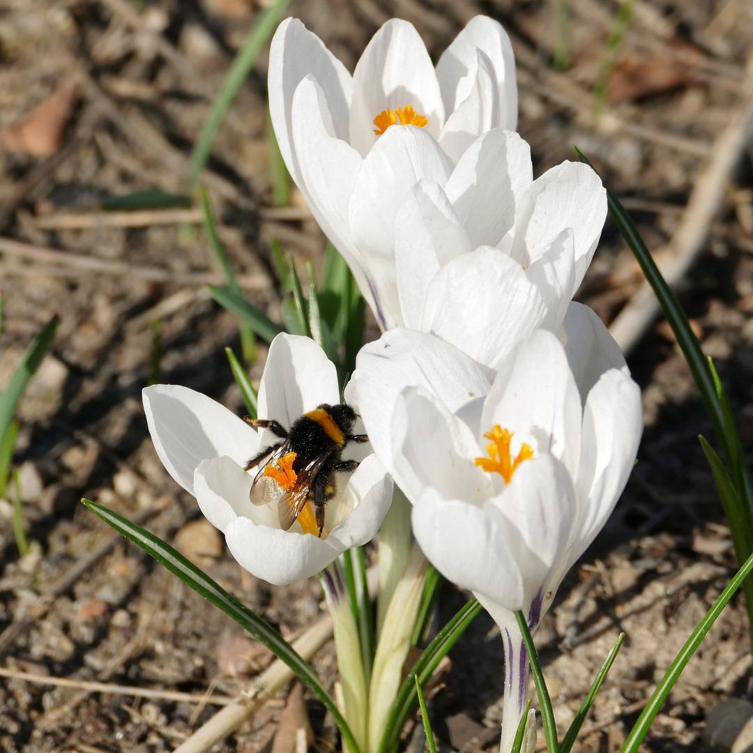 Krokusblumenbesucher