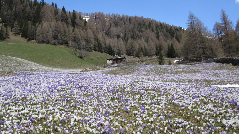 Krokuse in Heilig Geist ( Südtirol)