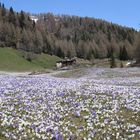 Krokuse in Heilig Geist ( Südtirol)