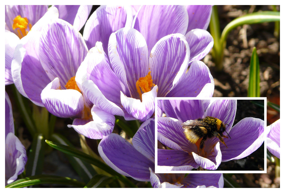 Krokuse und fleissige Bienchen