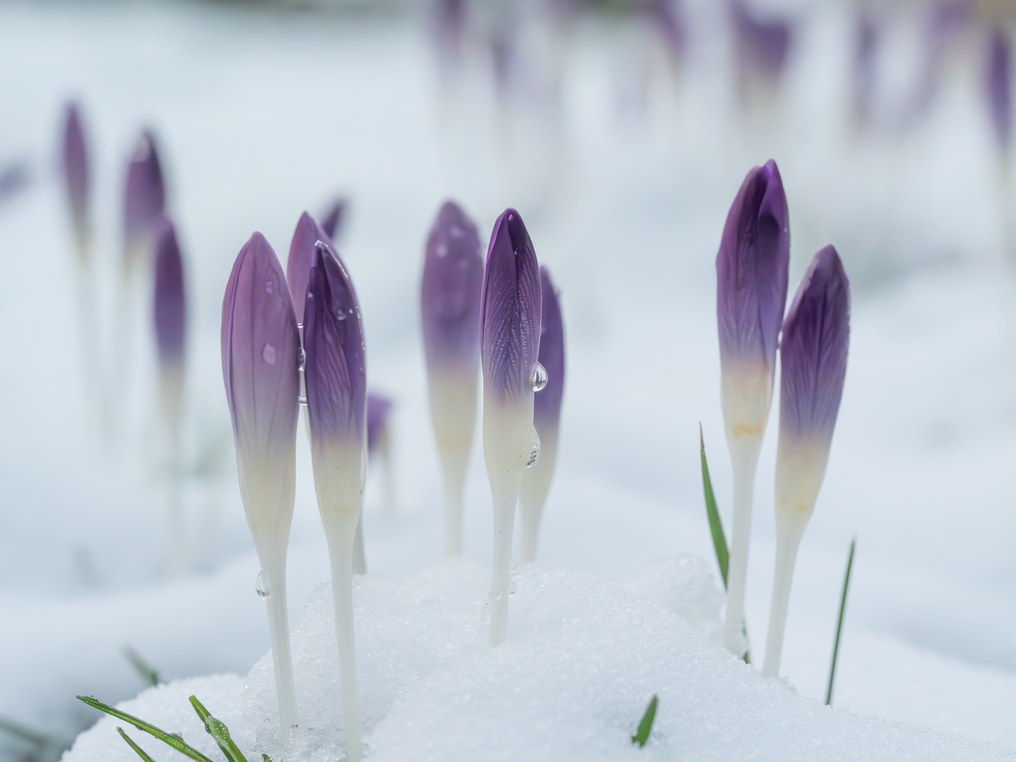 Krokusfeld im Schnee 