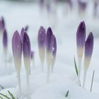 Krokusfeld im Schnee 