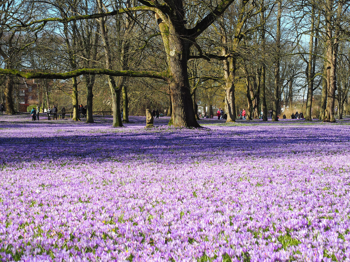 Krokusfest in Husum 2022