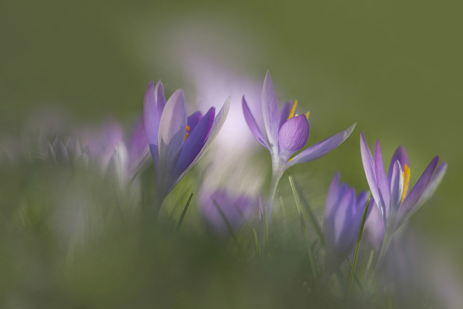 Krokusfrühling