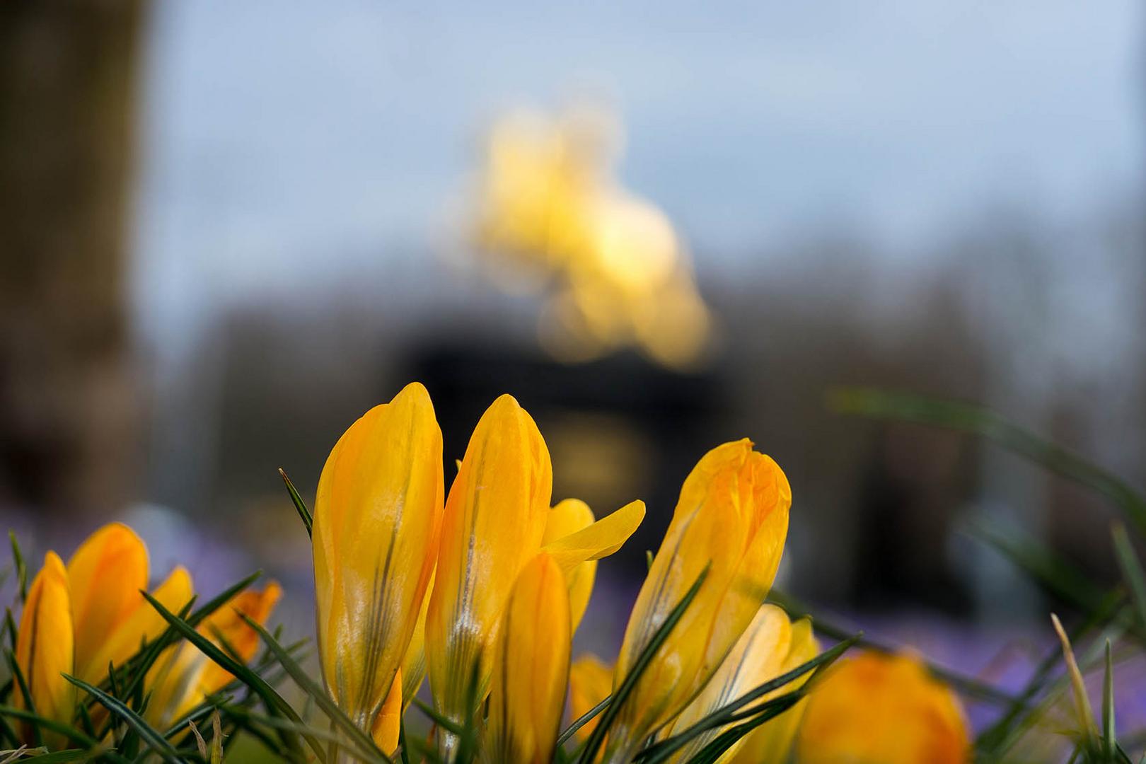 Krokusfrühling in Dresden