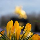 Krokusfrühling in Dresden