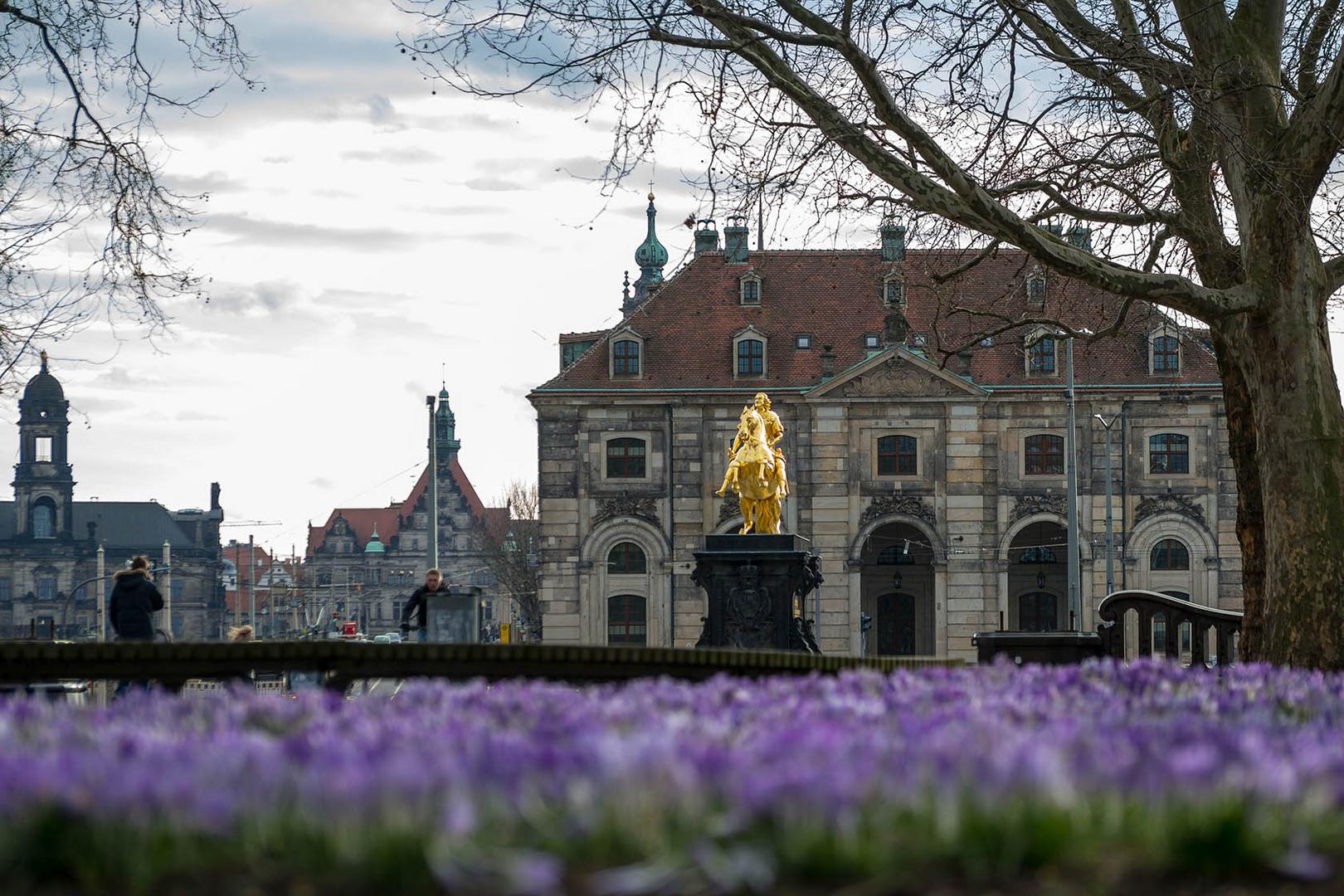 Krokusfrühling in Dresden - II