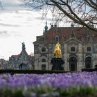 Krokusfrühling in Dresden - II