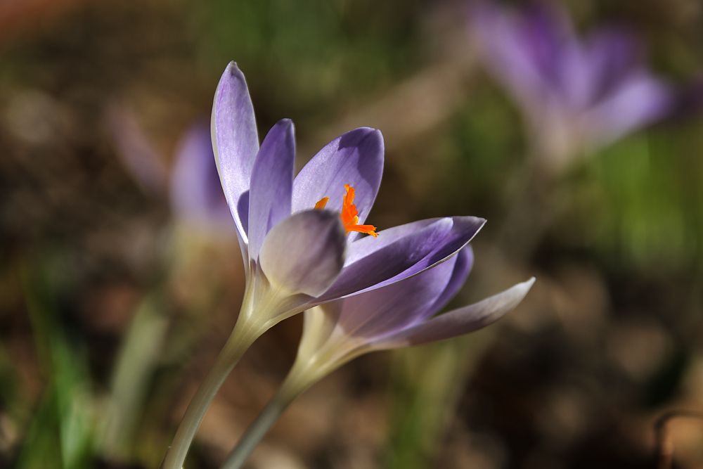 Krokusgrüße aus Oberschwaben